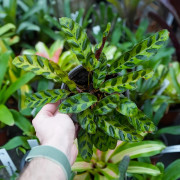 Calathea lancifolia