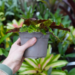 Calathea lancifolia junglebox