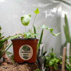 Phlebodium Blue Star indoor plant blue fern care and substrate | JungleBox