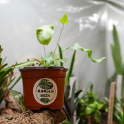 Phlebodium Blue Star indoor plant blue fern care and substrate | JungleBox