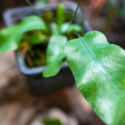Phlebodium Blue Star indoor plant blue fern care and substrate | JungleBox
