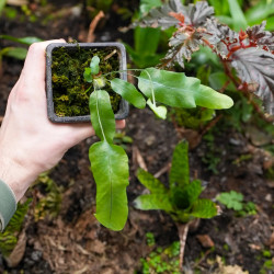 Phlebodium Blue Star indoor plant blue fern care and substrate | JungleBox