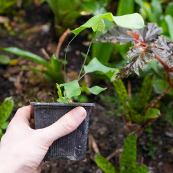 Phlebodium Blue Star indoor plant blue fern care and substrate | JungleBox