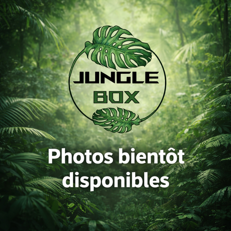 Neoregelia purple haze