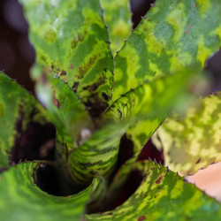 Aechmea correia-araujoi