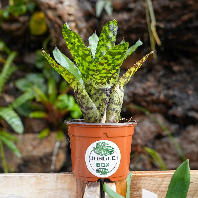 Aechmea correia-araujoi