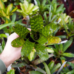 Aechmea correia-araujoi