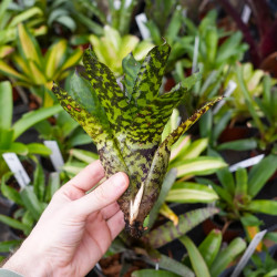 Aechmea correia-araujoi