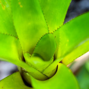 Aechmea distichantha var. glaziovii – Broméliacée tropicale décorative | JungleBox