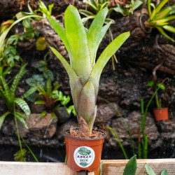 Aechmea distichanta var.glaziovii