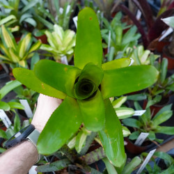 Aechmea distichantha var. glaziovii – Broméliacée tropicale décorative | JungleBox