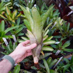Aechmea distichantha var. glaziovii – Broméliacée tropicale décorative | JungleBox