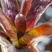 Aechmea fulgens