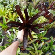 Aechmea fulgens