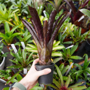 Aechmea fulgens