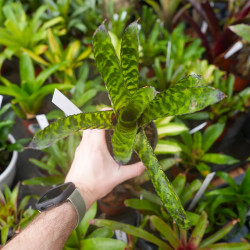 Aechmea orlandiana – Broméliacée tropicale zébrée et colorée | JungleBox