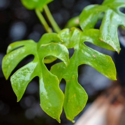 Philodendron minima