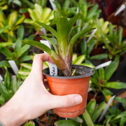 Neoregelia Amarilis
