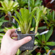 Neoregelia aria