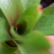 Neoregelia bob red