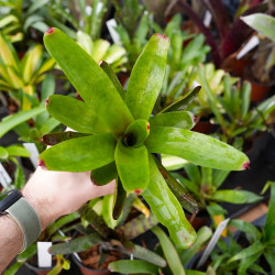 Neoregelia bob red