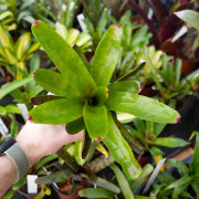 Neoregelia bob red