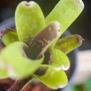 Neoregelia 'Domino 2' – Broméliacée tropicale rare au feuillage panach