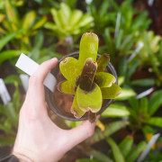 Neoregelia 'Domino 2' – Broméliacée tropicale rare au feuillage panach