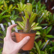 Neoregelia 'Domino 2' – Broméliacée tropicale rare au feuillage panach