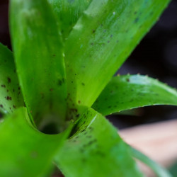 Neoregelia pauciflora – Broméliacée tropicale miniature pour terrarium et déco végétale