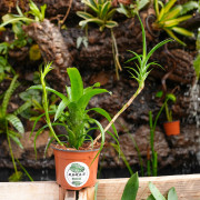 Neoregelia pauciflora