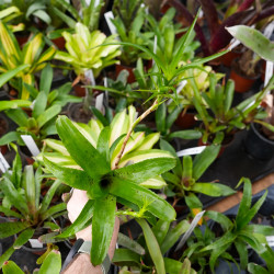 Neoregelia pauciflora – Broméliacée tropicale miniature pour terrarium et déco végétale