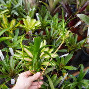 Neoregelia pauciflora – Broméliacée tropicale miniature pour terrarium et déco végétale