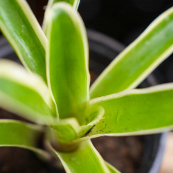 Neoregelia carolinae ‘Pink’ – Broméliacée tropicale décorative