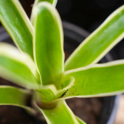 Neoregelia carolinae ‘Pink’ – Broméliacée tropicale décorative