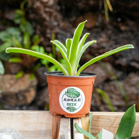 Neoregelia ‘Pink’  – Colorful Tropical Bromeliad for Terrariums & Interiors