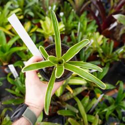 Neoregelia carolinae ‘Pink’ – Broméliacée tropicale décorative