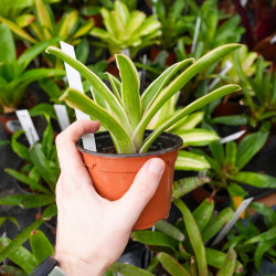 Neoregelia carolinae ‘Pink’ – Broméliacée tropicale décorative
