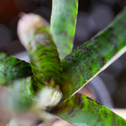 Neoregelia purpurea compacta – Broméliacée compacte et décorative pour