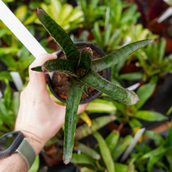 Neoregelia  purpurea