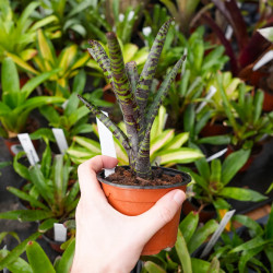 Neoregelia  purpurea