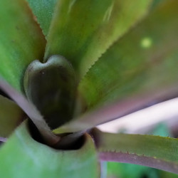 Quesnelia sp. – Rare Tropical Bromeliad for Terrariums and Indoors | JungleBox