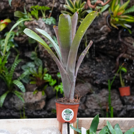 Quesnelia sp. – Rare Tropical Bromeliad for Terrariums and Indoors | JungleBox