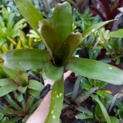 Quesnelia sp. – Rare Tropical Bromeliad for Terrariums and Indoors | JungleBox