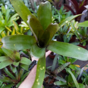 Quesnelia sp. – Rare Tropical Bromeliad for Terrariums and Indoors | JungleBox