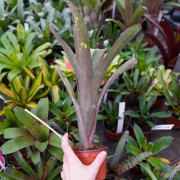 Quesnelia sp. – Rare Tropical Bromeliad for Terrariums and Indoors | JungleBox