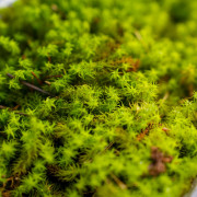 Moss Tortula ruralis