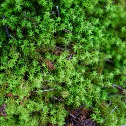 Mousse Tortula ruralis