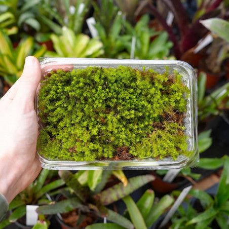 Moss Tortula ruralis