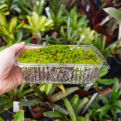 Moss Tortula ruralis